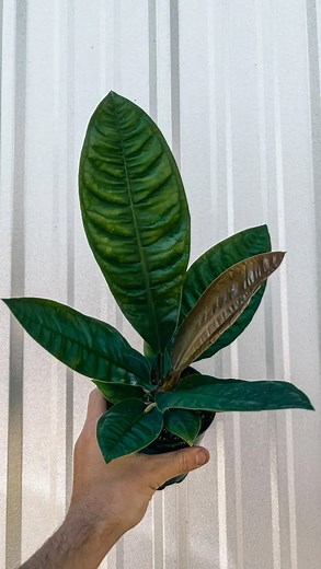 Meet the ✨Anthurium Wilfordii x Reflexinervium✨, a rare gem grown from our @bwhplantco greenhouse. Anthurium Wilfordii has a bird’s nest growth habit, dark green velvet leaves, and a slightly purple underside. The Anthurium Reflexinervium has the same growth habit with extremely glossy bullate foliage. This beauty combines velvet dark green leaves with a hint of purple magic underneath, all nurtured from our own special stock. Super limited quantity. | BWH Plant Co