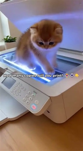 How to duplicate your cat 😭🐈 #shorts