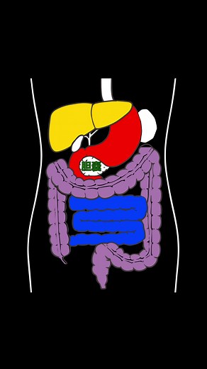 内臓の位置関係は把握できていますか？#看護師 #救急 #消化器