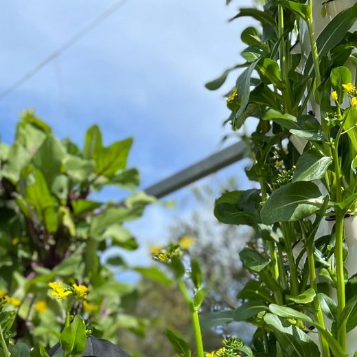 Agrotonomy on Instagram: "Vertical farming with Choy Sum on aeroponic towers. Choy Sum is also known as Chinese Flowering Cabbage. This leafy vegetable is a fast-growing vegetable that can be harvested in as little as 40 days after planting and it’s also a cool-season crop that grows best in temperatures between 50°F and 70°F (10°C and 21°C). #choysum #vegetables #brassica #verticalfarming #aeroponics #soilless #towergarden #farming #agriculture #hydroponics #farmtotable"