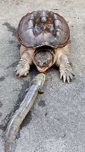 Turtles Can Breathe Through Their Butts?! 🐢😲 . . . #aligator #turtle #pitviper #crocodile #factoftheday #facts #telugufacts | TruthTraces