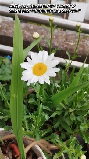 oxeye Daisy" Leucanthemum Vulgare"//Shasta daisy "Leucanthemum X Superbum"