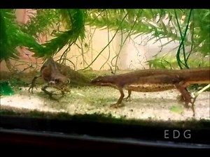 Neoteny newt mating (Lissotriton vulgaris)