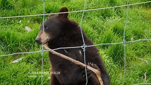 After being abandoned by his mother, 4-year-old black bear Kobuk has found a happy home at the Alaska Animal Rescue center--especially at feeding time! | National Geographic Animals