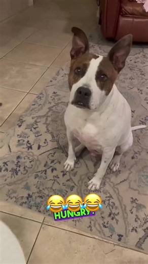 Funny Dog Voiceover Moments