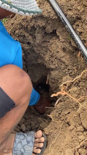 Catch the snake with your own hands#snake #cacthsnake