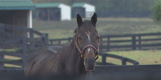 Old Friends Farm asking for horse blanket donations ahead of winter