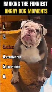 RANKING THE FUNNIEST ANGRY DOG MOMENTS 🐶🤣 | Why does angry look so adorable on them? 😭