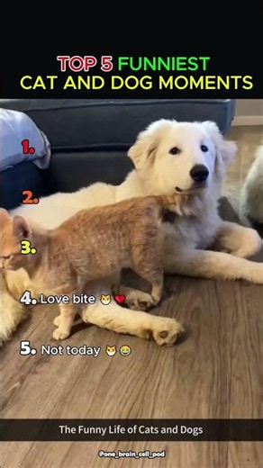 Top 5 Funniest Cat and Dog Moments 😂 #funny #pets #animals