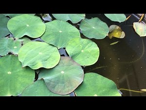 How to plant Bonsai Lotus Seeds