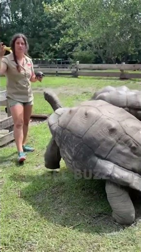 Turtle Attacks on Black Objects Explained #trendingshorts