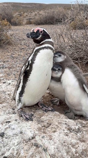 Penguin Mom Feeding Her Chicks (Rare Close-Up)
