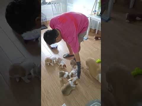 🐶 코기TV 아침먹방 LIVE | 아기코기 7남매, 잠깨자마자 폭풍흡입 🍽️🐶🐶 Corgi TV Morning LIVE | 7 Puppies Eating Like Crazy 🍽️💛