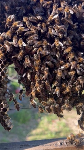 How Bees Build Combs Through Cooperation