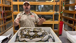 174K views · 3.2K reactions | This is one of the fun event from our Summer 2019 (pre-covid) camps where the mama reticulated python got a little grumpy! Remember the eggs are removed not only to make sure they get the best possible chance at success, but also so the female gets 3 extra months of being able to go back to her normal life and does not have to be stressed and not eating. Watch the video to fully understand and enjoy! | The Reptile Zoo | Facebook