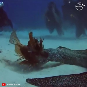 27K views · 470 reactions | This is fascinating! Puffer fish/Lion fish/Octopus vs. Eel | Fishing Figures | Facebook