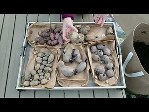 How to Grow Potatoes in Containers