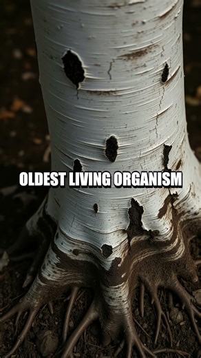 The Whispering Clone: Pando, the Living Anchor of Utah’s Forests