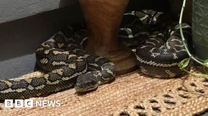 'Baby, don't move': Australian woman wakes to find massive python on her chest
