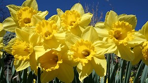 Flower sales moving online due to Covid-19