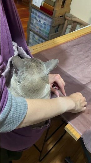 Introducing my latest Tambour project - the Peacock Capelet! (+bonus cat appearance) #beadembroidery