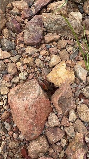 Nature Up Close: Solifuge (Red Roman - Sun Spider) Burrowing in the Bushveld #mabalingwe