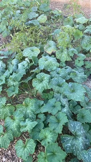 45K views · 87 reactions | One of my favorite weird garden tools #gardening #plants #garden #howto | The Gardening Guru | Facebook