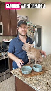 Ever wonder why your French Bulldog keeps scratching? The answer might be in their bowl Even if it looks clean, your dog's food and water bowls can be covered in bacteria you can't see. Saliva, leftover food, and standing water create the perfect breeding ground for germs. "These bacteria don't just cause stomach problems like diarrhea or vomiting - for French Bulldogs, they can also trigger skin irritation, rashes, and constant itching. And because Frenchies have sensitive skin and folds, they'