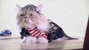 The Quick and the Curious: Season 1 Episode 3 Secret Science of Cat Videos