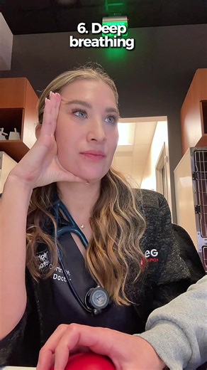 Understanding the Vet Process: Behind the Scenes with Your Pet