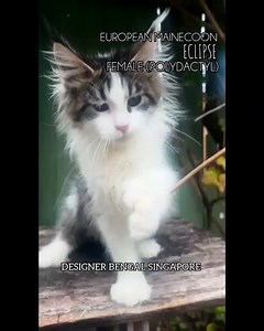 🌑✨ Meet Eclipse – The Polydactyl Wonder with a Bold Soul ✨🌑 Unusual, elegant, and completely unforgettable — Eclipse is a rare Polydactyl kitten with extra toes and extra personality. Born with the unique trait of polydactyly (more toes than usual), Eclipse stands out not only for her adorable paws but also for her confident, sweet, and curious nature. She’s strong yet gentle, calm yet playful — a perfect balance of charm and character. She’s not just rare — she’s remarkable. 🐾 Polydactyl Kit