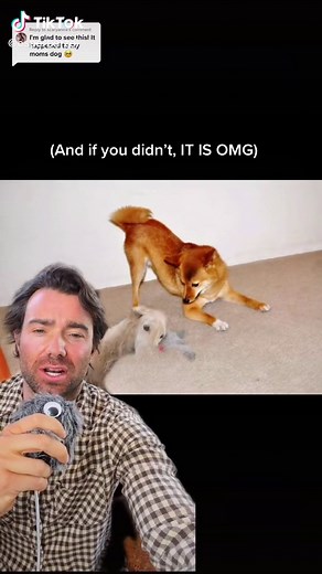 Dangers of Laser Pointers for Dogs: What You Need to Know