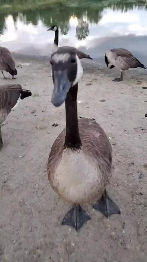 One with the geese part 2 #fyp #fypシ #MagicMoment #goose | geese