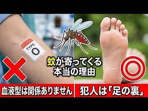 蚊に刺されやすい人の原因は『足の裏』だった！高校生が発見した驚きの真実と刺される数を3分の1に減らす科学的対策【血液型より重要】