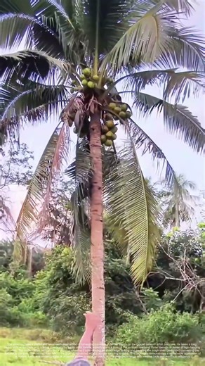 Blade Aloft: The Spinning Throw That Harvests a Coconut