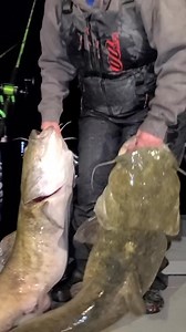flathead season is just around the corner! #EasyCat #catchthefever #hellcatrods #premiumgear #ctfnation #nextlevel #catfishing #bigfish #angler #ladyanglers The catfishing duo guide service LLC | Catch The Fever
