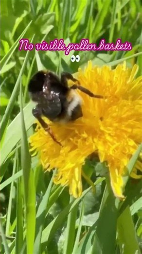 Queen bee… or just a really big worker? 👀🐝 #bumblebee #queenbee #nature