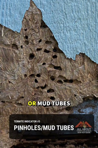 Termite-Free Living Starts Here 🌟