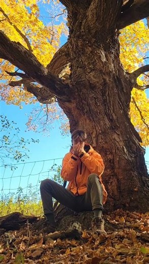 Blues harp by the maple tree #americana #bluesharmonica #fall