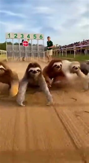 When a Sloth Turns Into a Racing Beast! 🦥⚡
