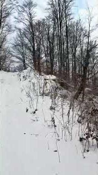 Frozen Forest Ride ❄️🥶