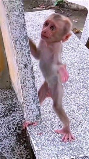 A Split-Second Accident Terrifies the Playful Little Monkey!🐵| Wildlife Documentary