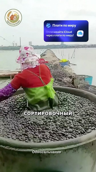 Сортировка моллюсков с помощью бетона? #животные #агротехнологии #китай