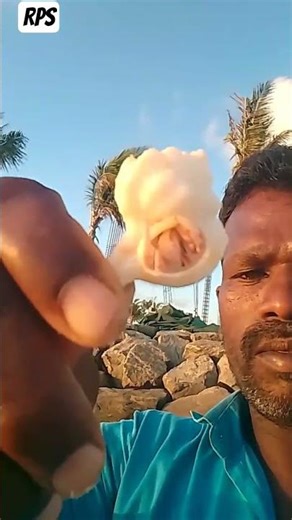 beach area side different color conch #natural #sea#conch #shortvideo #....