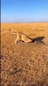 The lion went inside the warthog's burrow|| #shorts #facts #animal