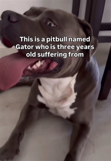 Meet Gator, a 75-pound pit bull, who struggled with a severe airway obstruction known as BOAS. But here’s the truth: it’s not just about one breed—any dog can suffer. If your pup pants excessively, hacks, breaths loudly, snores, regurgitates, overheats, or tires too easily, that could be an airway obstruction. Early recognition is everything! Our minimally invasive laser solution gently removes that obstruction, letting your dog breathe & thrive again. No matter the breed, watch for the signs—be