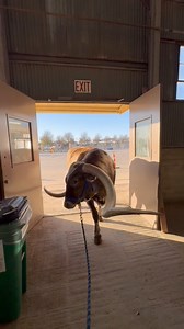 Dunn Road Trip strutting his way into the Fort Worth Stock Show this past weekend! He knows his way around these barns!⭐️ | Snuff Ridge Herman Ranch