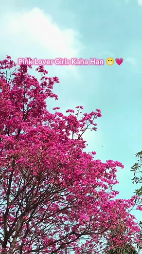 #یونیورسٹی_آف_اوکاڑہ #universityofokara #Foryou #millionsviews #viral