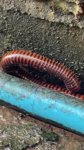 Giant Millipede Crawling on a Pipe 🐛 Close Up Nature Encounter
