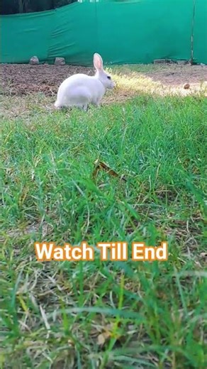 Cat on mission to capture rabbit 🐰#youtube #youtubeshorts #pets #cute